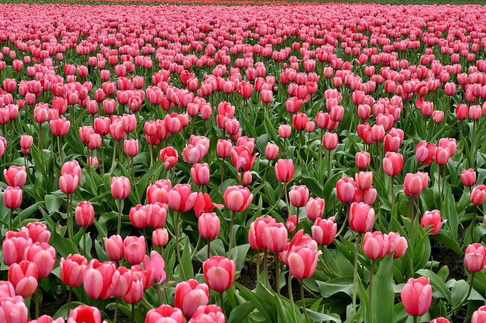 Crowtree Tulips